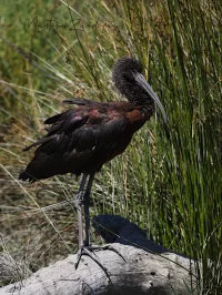 Zwarte ibis [Plegadis falcinellus]
